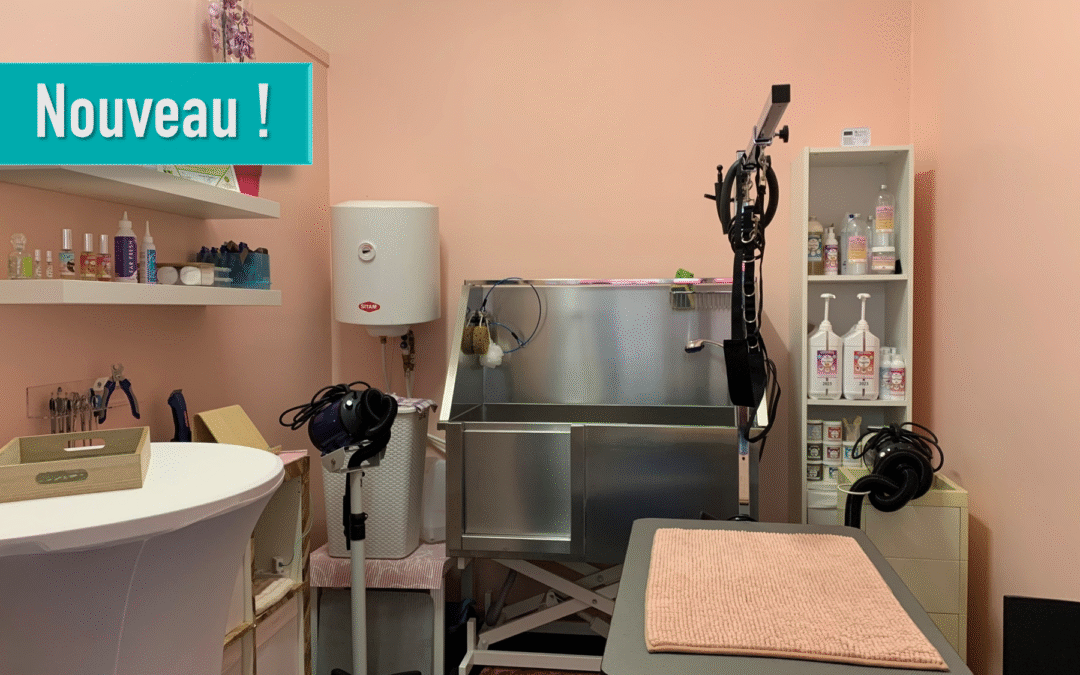 Ô Moustaches : le nouveau salon de toilettage pour nos amis à quatre pattes !